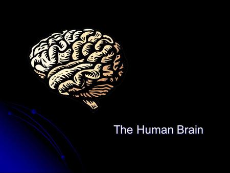 The Human Brain.