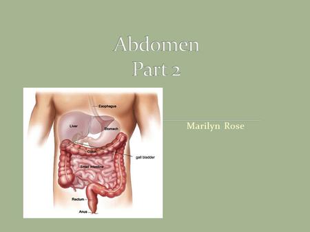 Marilyn Rose. Largest organ of abdomen Rt hypochondriac/ and epigastric regions Borders: Superior/lateral and anterior= Rt diaph Medial= sto/duodenum,