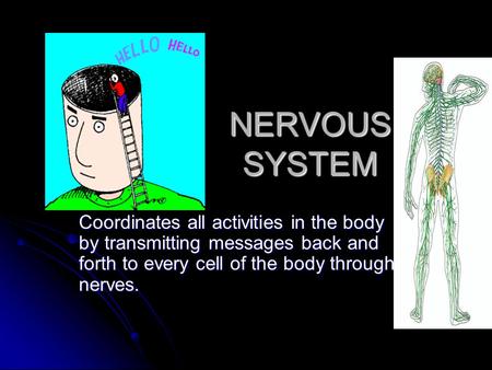 NERVOUS SYSTEM Coordinates all activities in the body by transmitting messages back and forth to every cell of the body through nerves.
