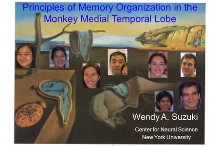 Principles of Memory Organization in the Monkey Medial Temporal Lobe Wendy A. Suzuki Center for Neural Science New York University.