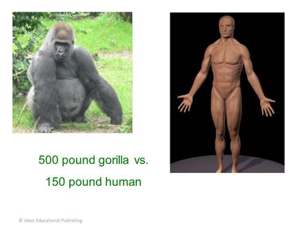 500 pound gorilla vs. 150 pound human © West Educational Publishing.