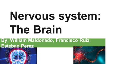 Nervous system: The Brain By: William Maldonado, Francisco Ruiz, Esteban Perez.