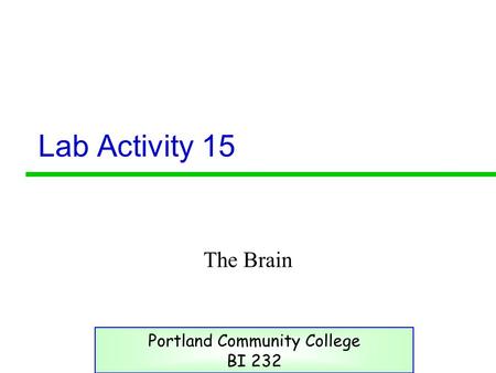 Lab Activity 15 The Brain Portland Community College BI 232.