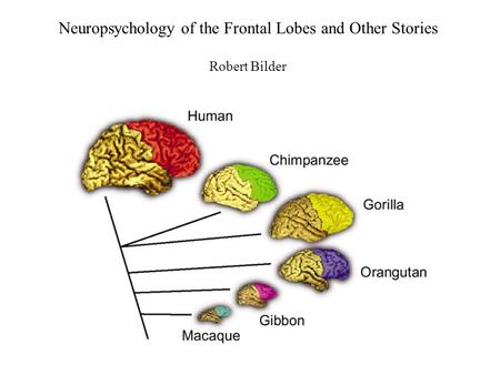 Neuropsychology of the Frontal Lobes and Other Stories Robert Bilder.