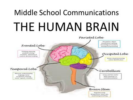 Middle School Communications THE HUMAN BRAIN. Parts of the Cerebrum – Overview Will be reviewed over the next 6 slides The frontal lobe is located at.
