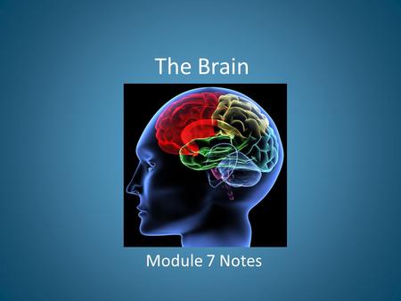 The Brain Module 7 Notes.