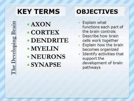 Key Terms AXON CORTEX DENDRITE MYELIN NEURONS SYNAPSE Objectives