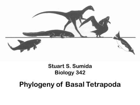 Stuart S. Sumida Biology 342 Phylogeny of Basal Tetrapoda.