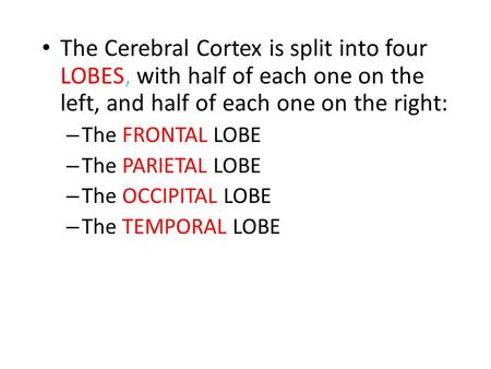 The Cerebral Cortex is split into four LOBES, with half of each one on the left, and half of each one on the right: The FRONTAL LOBE The PARIETAL LOBE.
