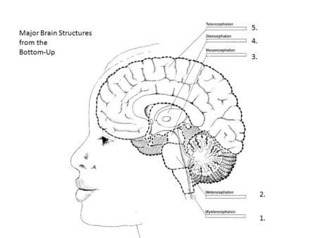 5. Major Brain Structures from the Bottom-Up 4. 3. 2. 1.
