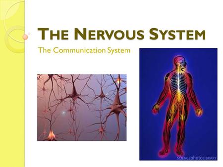T HE N ERVOUS S YSTEM The Communication System. T HE N ERVOUS S YSTEM FUNCTION Function: to communicate conditions within the body and the surrounding.