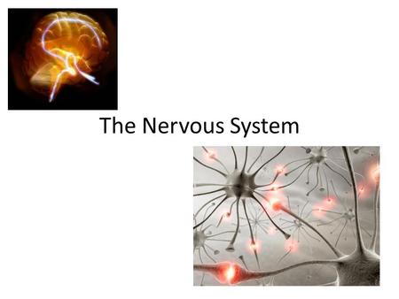 The Nervous System. Divisions of the Nervous System Nervous System Peripheral Nervous System Somatic Nervous System Autonomic Nervous System SympatheticParasympathetic.