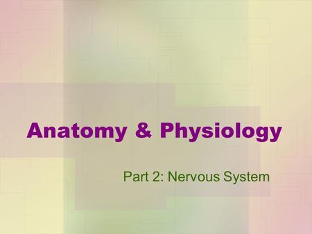 Anatomy & Physiology Part 2: Nervous System.