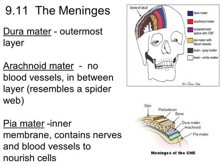 9.11 The Meninges Dura mater - outermost layer