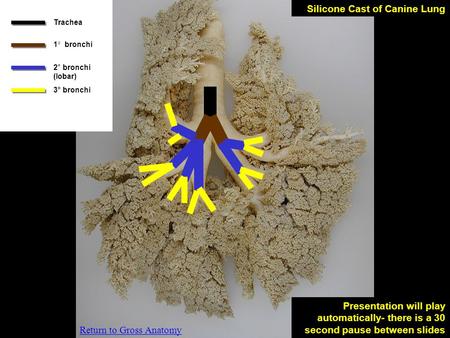 Trachea 1 ° bronchi 2° bronchi (lobar) 3° bronchi Presentation will play automatically- there is a 30 second pause between slides Silicone Cast of Canine.