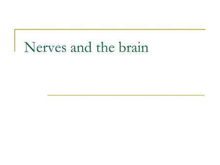 Nerves and the brain. Nerve A nerve is a bundle of axons or neuronal fibres bound together like wires in a cable. Neurons or nerve cells are the functional.