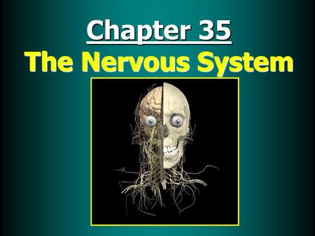 Chapter 35 The Nervous System. Nervous System Functions 1. Receive & relay information throughout body 2. Monitor & respond to internal and external changes.