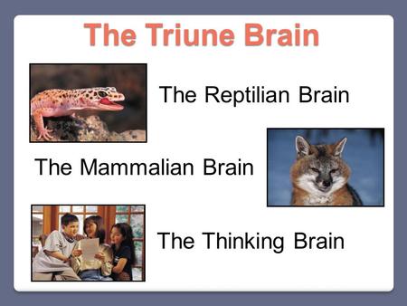 The Reptilian Brain The Mammalian Brain The Thinking Brain The Triune Brain.