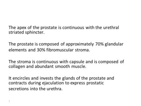 The apex of the prostate is continuous with the urethral.striated sphincter The prostate is composed of approximately 70% glandular elements and 30% fibromuscular.