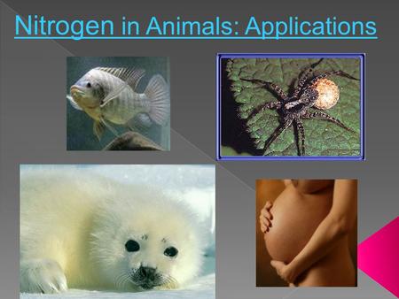 Nitrogen in Animals: Applications. 1) Pregnancy 2) Nutritional Stress 3) Different diets & diet quality 4) Nursing 5) Fasting Spoiler alert! They all.