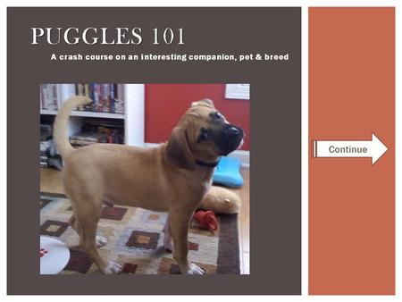 A crash course on an interesting companion, pet & breed PUGGLES 101 Continue.