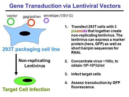 Gene Transduction via Lentiviral Vectors 1.Transfect 293T cells with 3 plasmids that together create non-replicating lentivirus. The lentivirus can express.