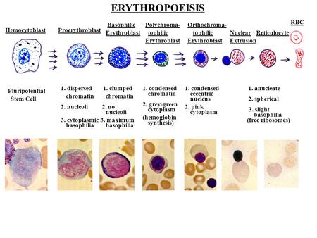 ERYTHROPOEISIS RBC Basophilic Polychroma- Orthochroma- Hemocytoblast