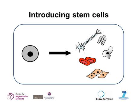 Introducing stem cells. This presentation is intended as a flexible tool for scientists, science communicators and educators. Not all the slides will.