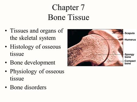 Chapter 7 Bone Tissue Tissues and organs of the skeletal system