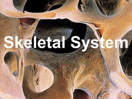 Skeletal System. Functions of the Bones 1.Support 2.Protection 3.Movement 4.Storage 5.Hematopoiesis.
