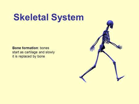 Skeletal System Bone formation: bones start as cartilage and slowly it is replaced by bone.