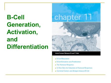 B-Cell Generation, Activation, and Differentiation.