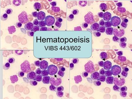 Hematopoeisis VIBS 443/602.