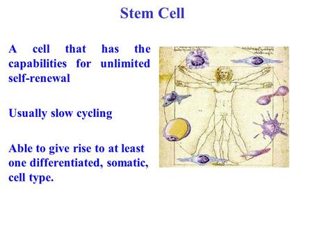 A cell that has the capabilities for unlimited self-renewal Usually slow cycling Able to give rise to at least one differentiated, somatic, cell type.