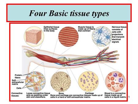 1 Four Basic tissue types. 2 3 BLOOD -Blood is sometimes considered to be a fluid connective tissue because of the mesenchymal origin of its cells and.