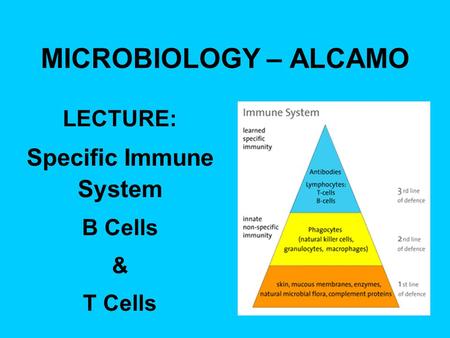 MICROBIOLOGY – ALCAMO LECTURE: Specific Immune System B Cells & T Cells.