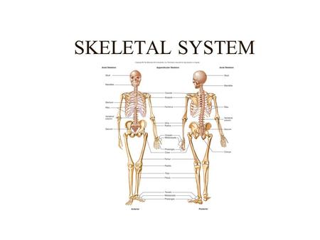 SKELETAL SYSTEM. SKELETAL SYSTEM FUNCTIONS Support (Primary function) Movement (Passive) Protection of Vital Organs Mineral Storage Blood Cell Formation.