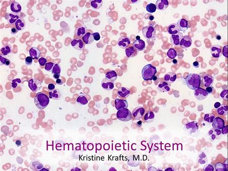Hematopoietic System Kristine Krafts, M.D..