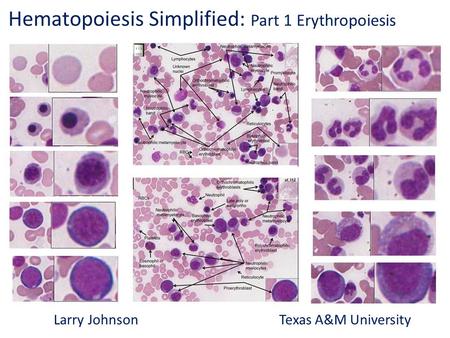 Hematopoiesis Simplified: Part 1 Erythropoiesis