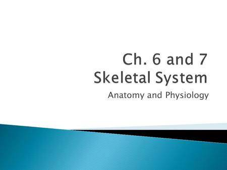 Anatomy and Physiology. 1. Support 1.Not just place to hang muscles – need bones for framework 2.Muscles need something to pull against 3.Site for organs.