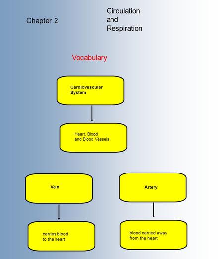 Circulation and Respiration Chapter 2 Vocabulary Cardiovascular System