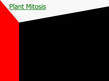 Plant Mitosis Cell Cycle Interphase Mitosis Cytokinesis.
