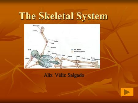 The Skeletal System Alix Véliz Salgado. The Skeletal System What is a Bone? What is a Bone? What is a Bone? What is a Bone? The Inside of a Bone The Inside.