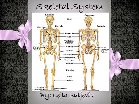 Skeletal System By: Lejla Suljevic. What Are Bones? Bones are what make you stand upright, sit, jump, run and do everything else. If you didn’t have bones,