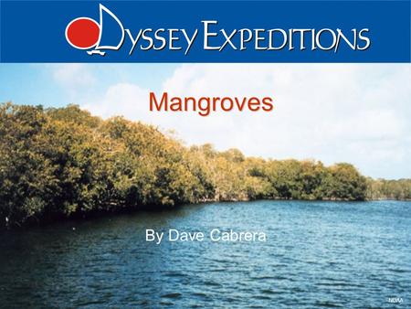 Odyssey Expeditions - Mangroves 1 NOAA Mangroves By Dave Cabrera.