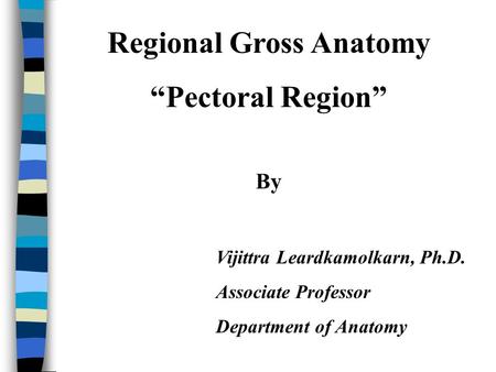 Regional Gross Anatomy