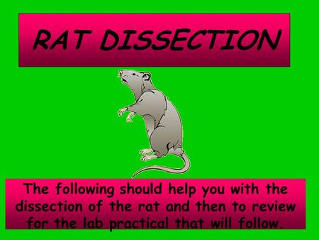RAT DISSECTION The following should help you with the dissection of the rat and then to review for the lab practical that will follow.