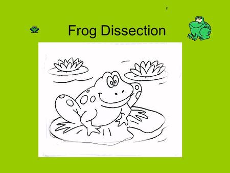 Frog Dissection.