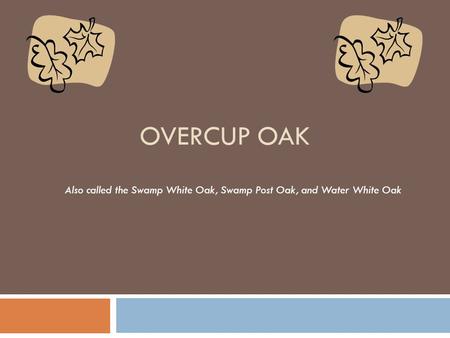 OVERCUP OAK Also called the Swamp White Oak, Swamp Post Oak, and Water White Oak.