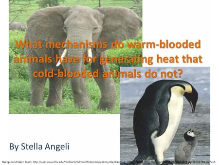 What mechanisms do warm-blooded animals have for generating heat that cold-blooded animals do not? By Stella Angeli Background taken from: http://userwww.sfsu.edu/~infoarts/cdmain/Tele/competency/elephant.jpg,